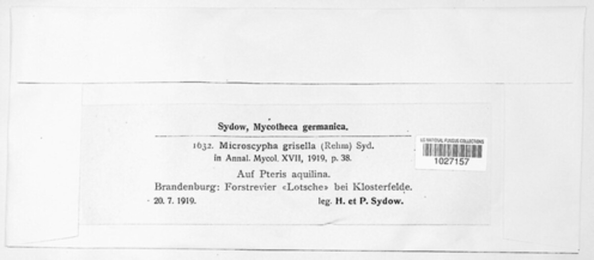 Microscypha grisella image